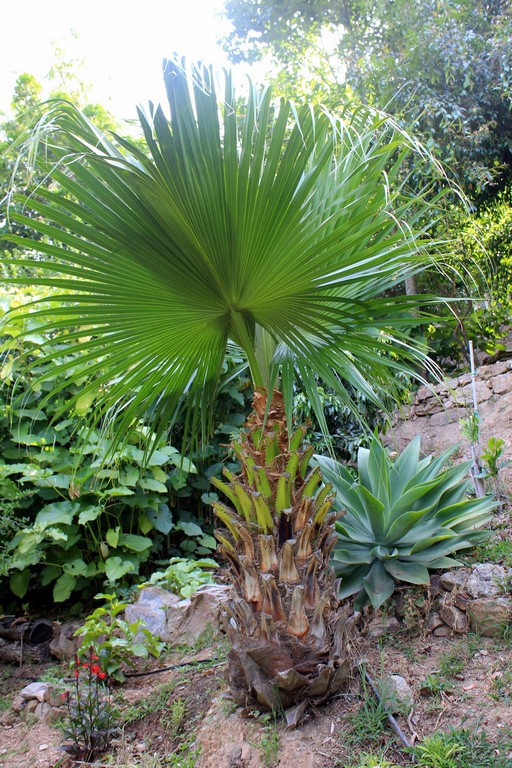 IMG_6223 (Kopiowanie).JPG