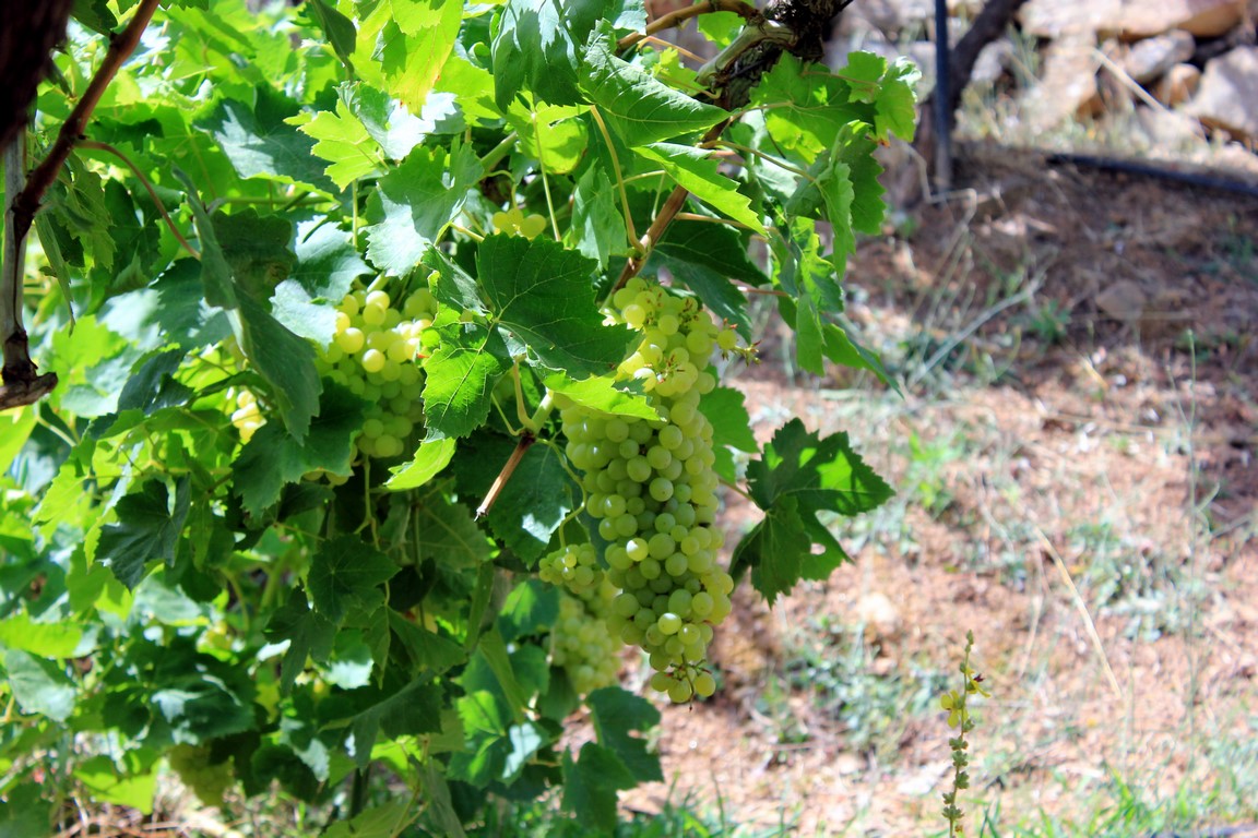 IMG_6342 (Kopiowanie).JPG