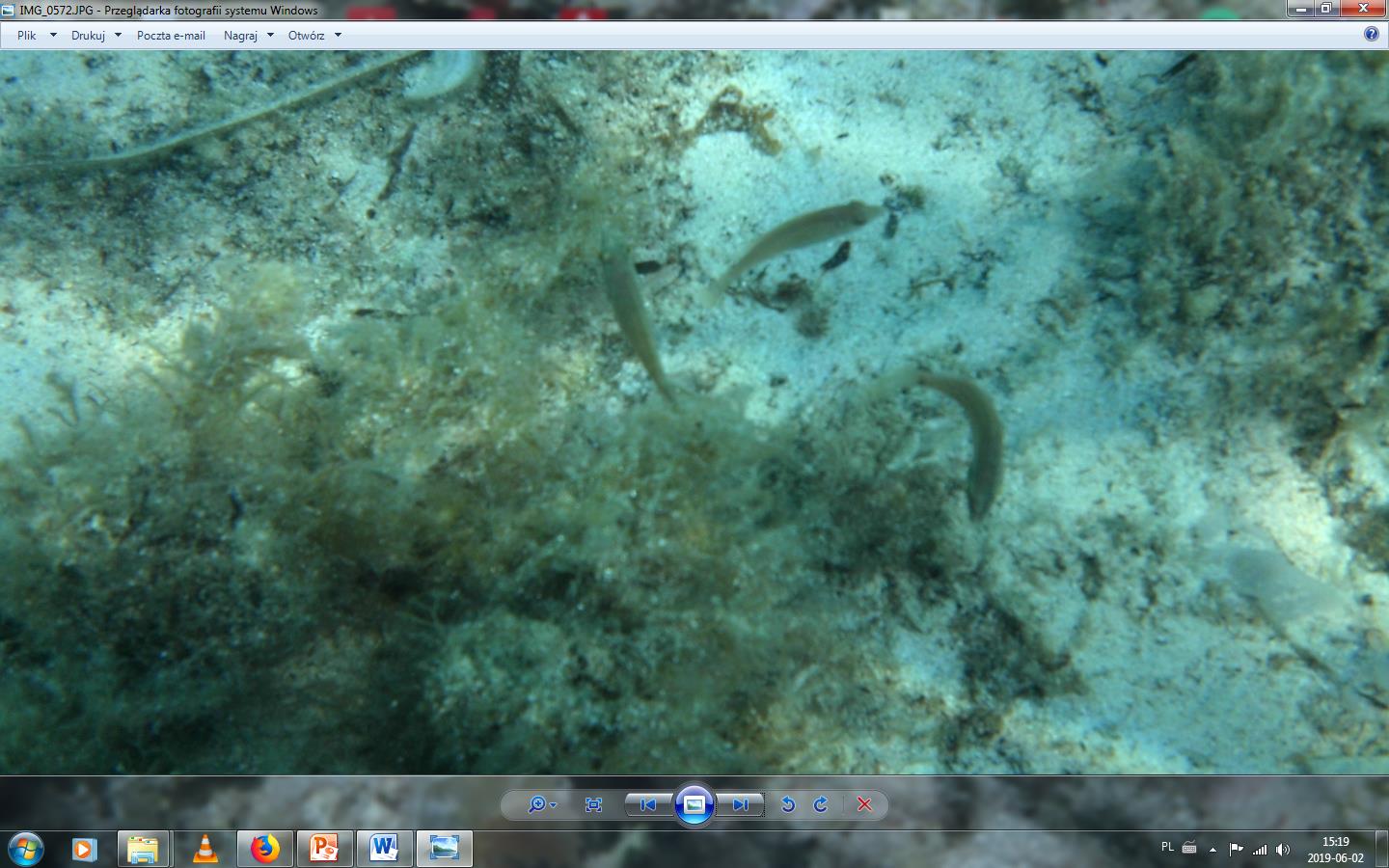 wargacz brazowy2.jpg