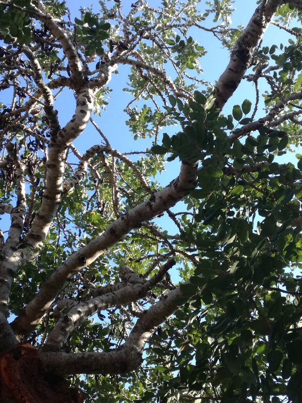 IMG_20180909_171142 (1).jpg