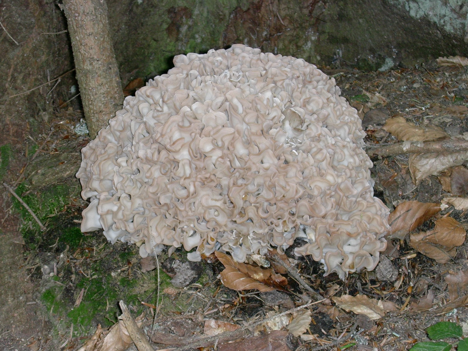 DSCN3590.JPG