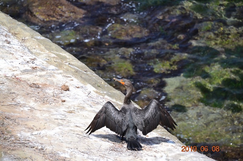 DSC_0272 (Kopiowanie).JPG