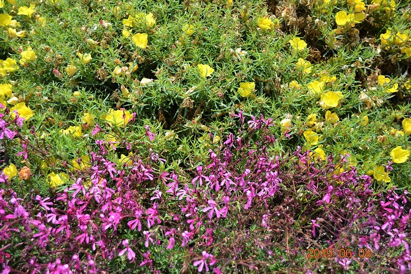 DSC_0281 (Kopiowanie).JPG