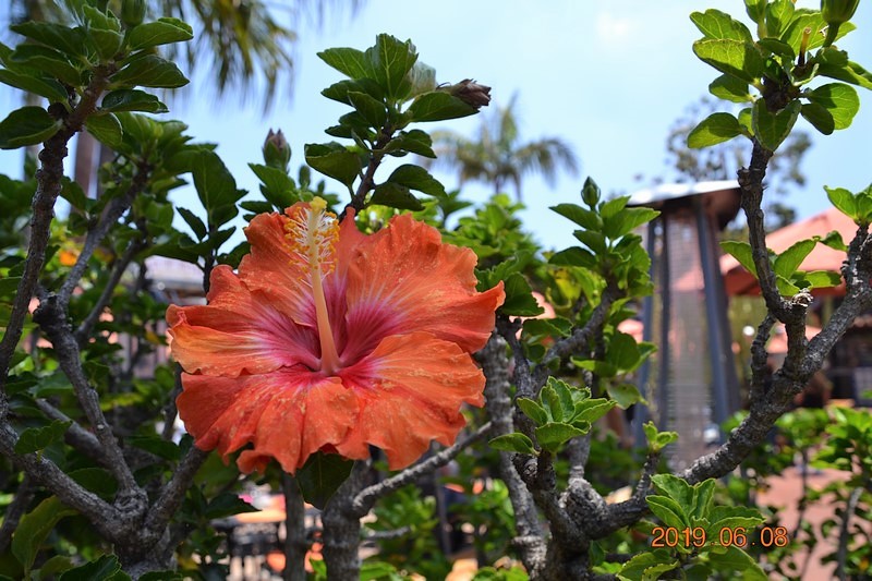 DSC_0305 (Kopiowanie).JPG