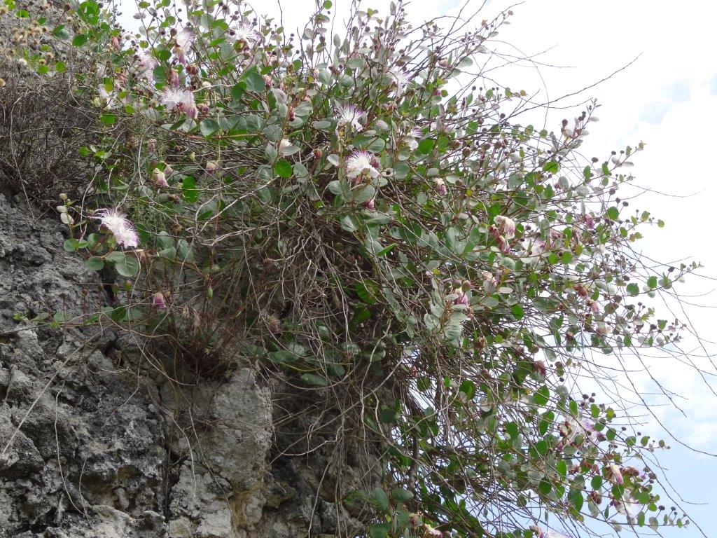 Sycylia cz.1 388.jpg