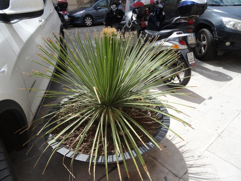 Sycylia cz.1 406.jpg