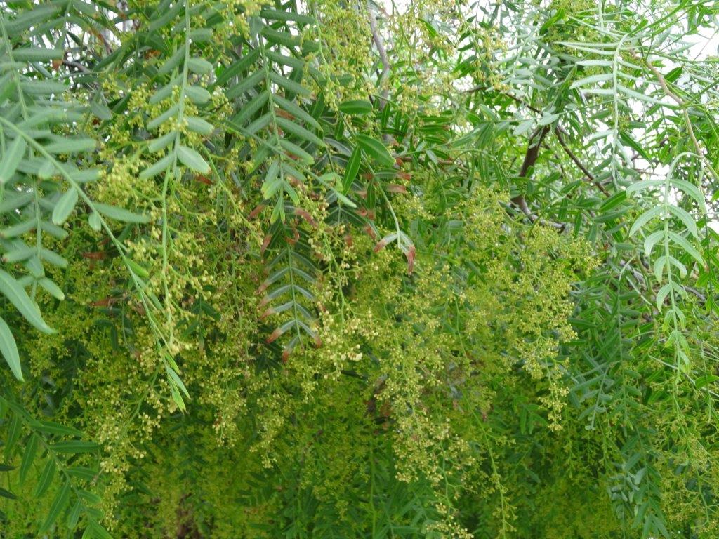 Sycylia cz.1 492.jpg