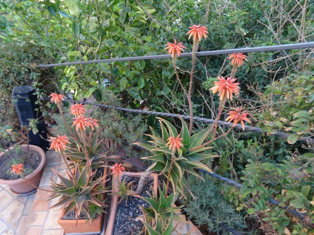 Sycylia cz.1 365.jpg