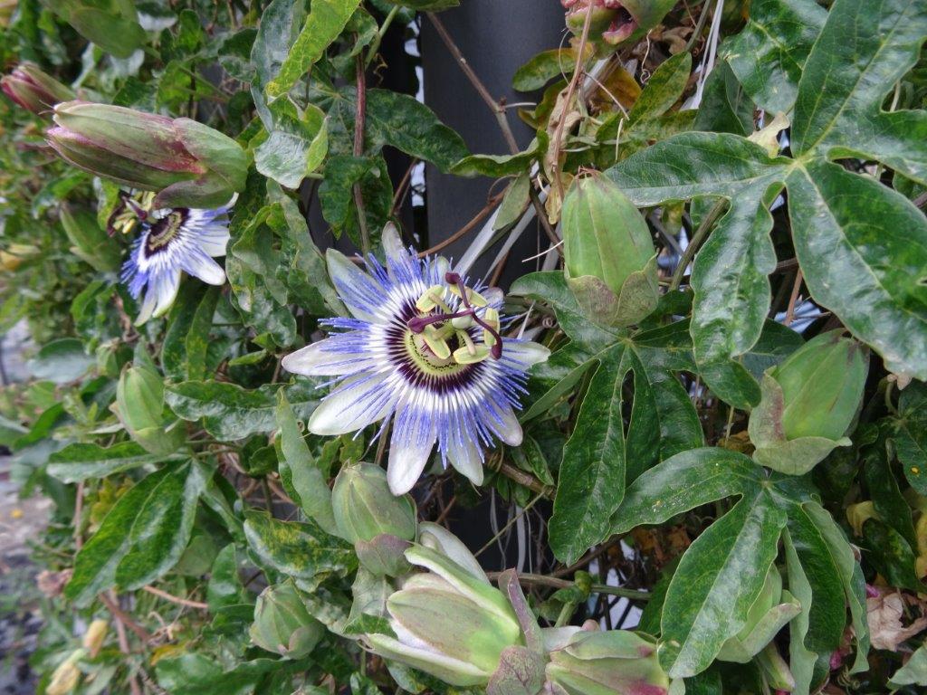 Sycylia cz.1 674.jpg