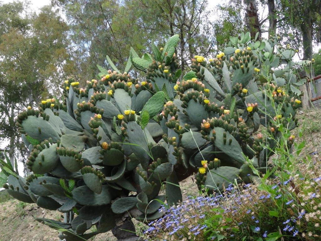 Sycylia cz.1 815.jpg