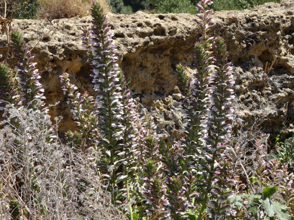 Sycylia cz.1 858.jpg