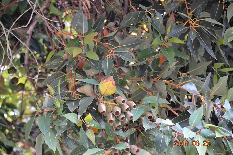 DSC_0999 (Kopiowanie).JPG