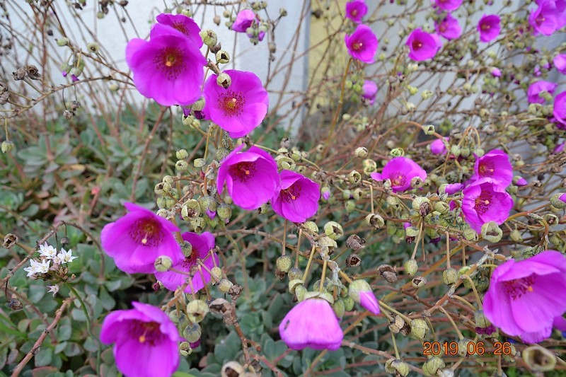 DSC_0119 (Kopiowanie).JPG