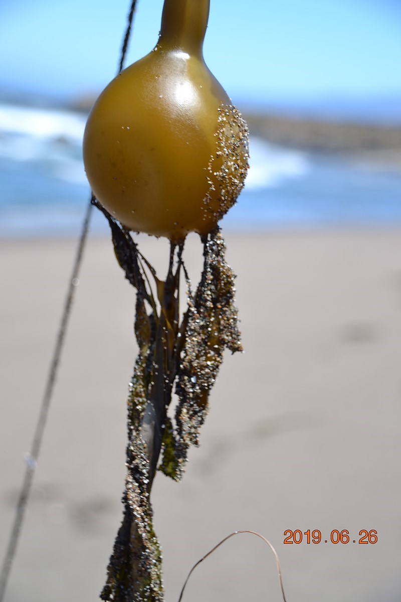 DSC_0452 (Kopiowanie).JPG