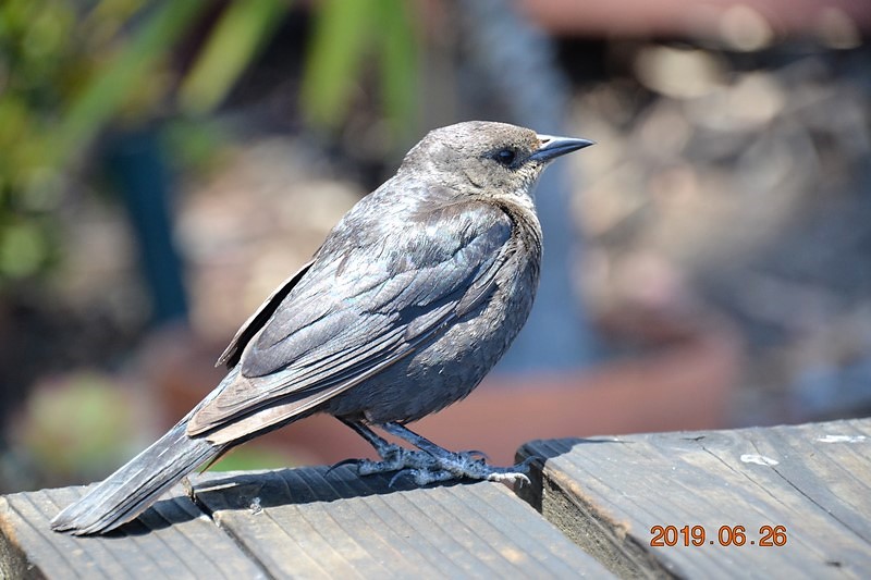 DSC_0595 (Kopiowanie).JPG