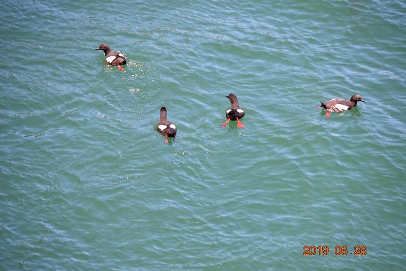 DSC_0693 (Kopiowanie).JPG