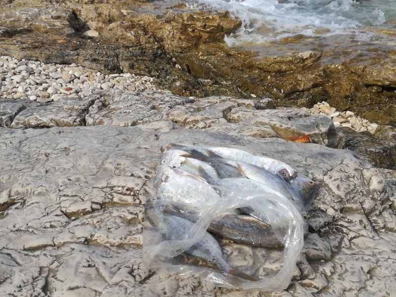 IMG_20180915_153138 — kopia.jpg