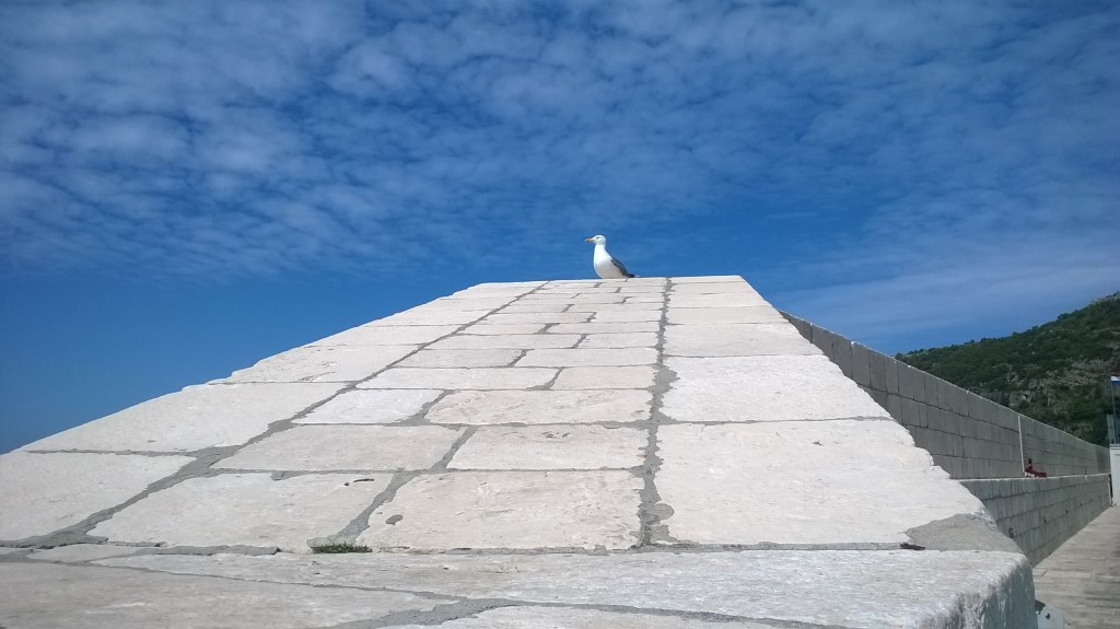 01 ptica.jpg 01 ptica.jpg