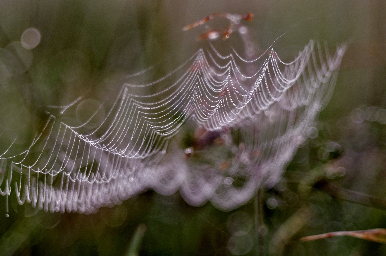 DSC_0273 — kopia.JPG