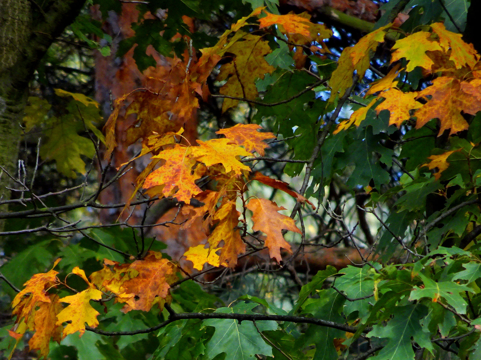 DSC00025.JPG
