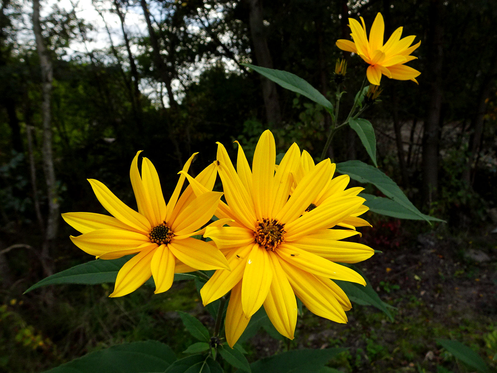 DSC00031.JPG