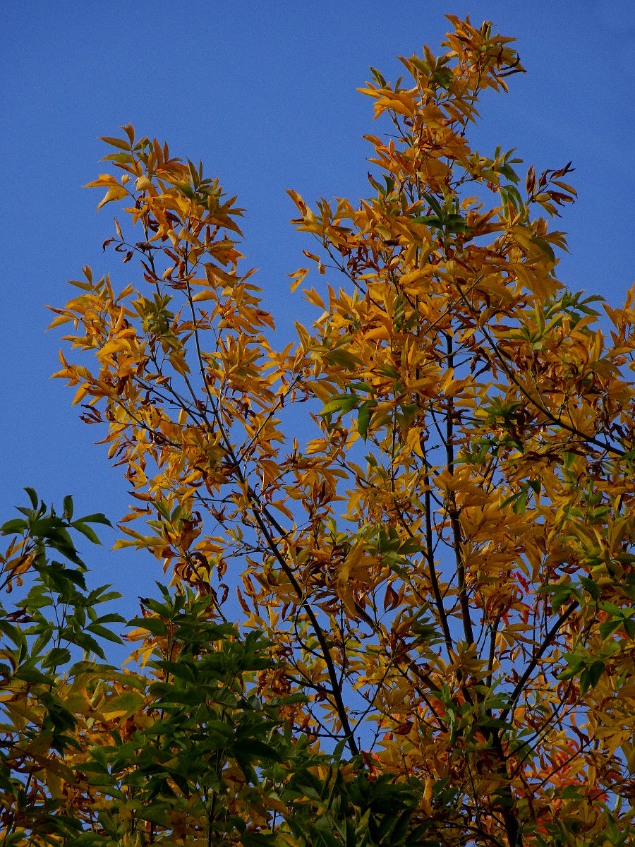 DSC00034.JPG