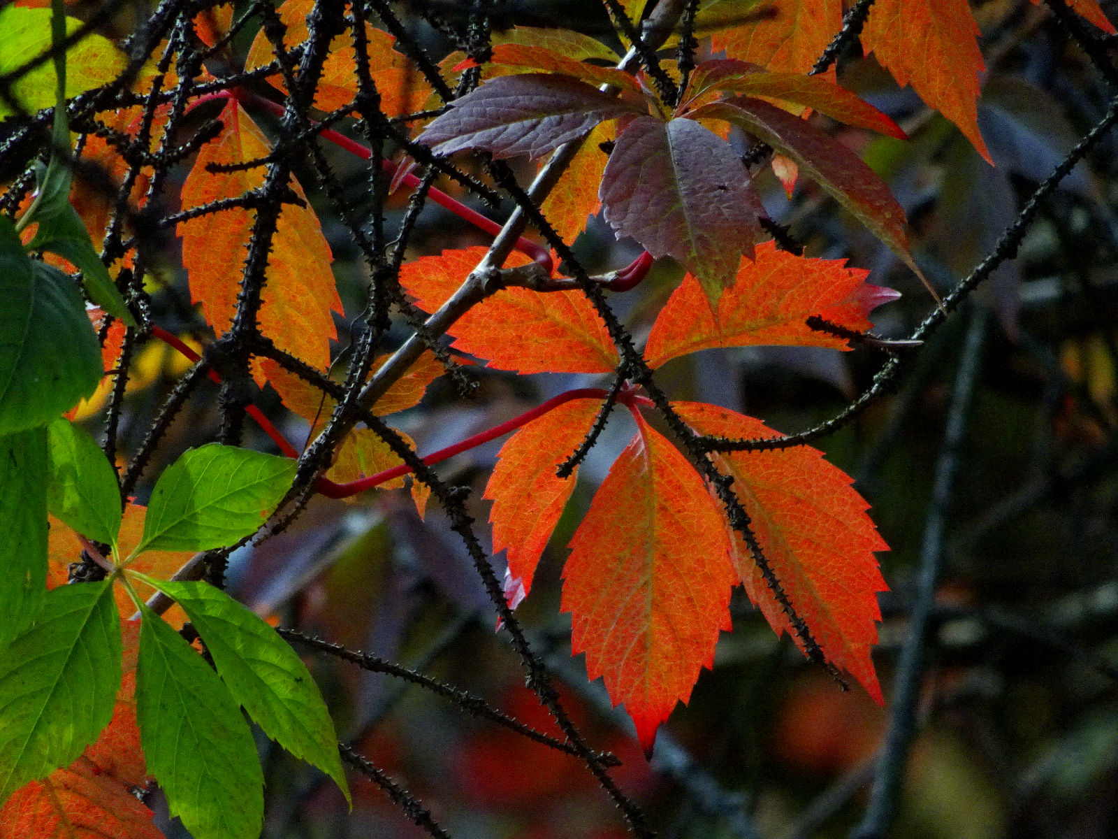 DSC00040.JPG