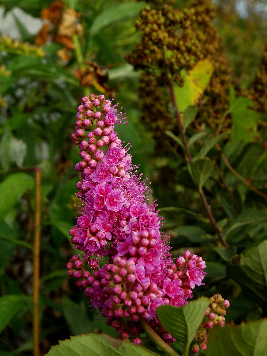DSC00044.JPG