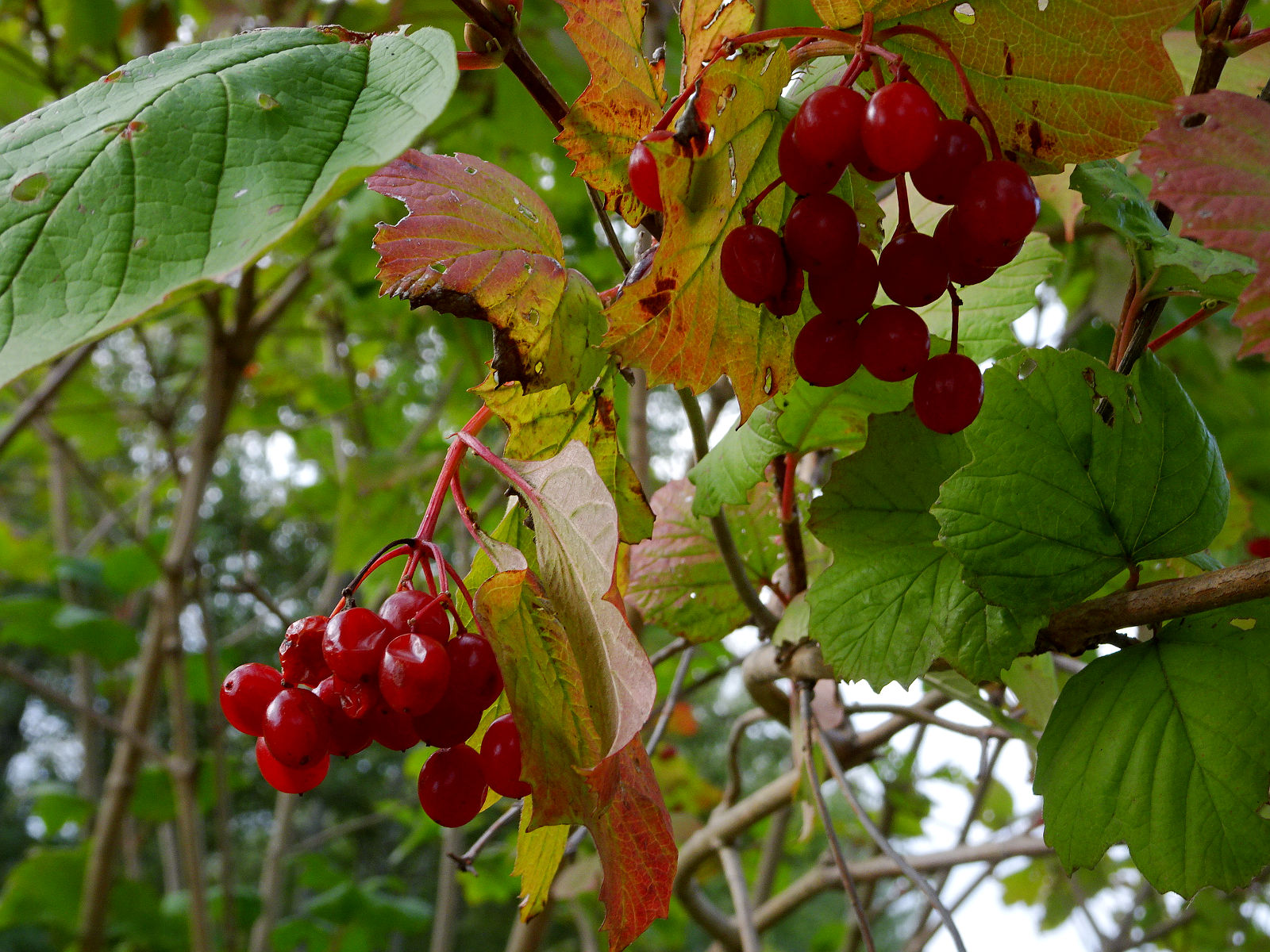 DSC00050.JPG