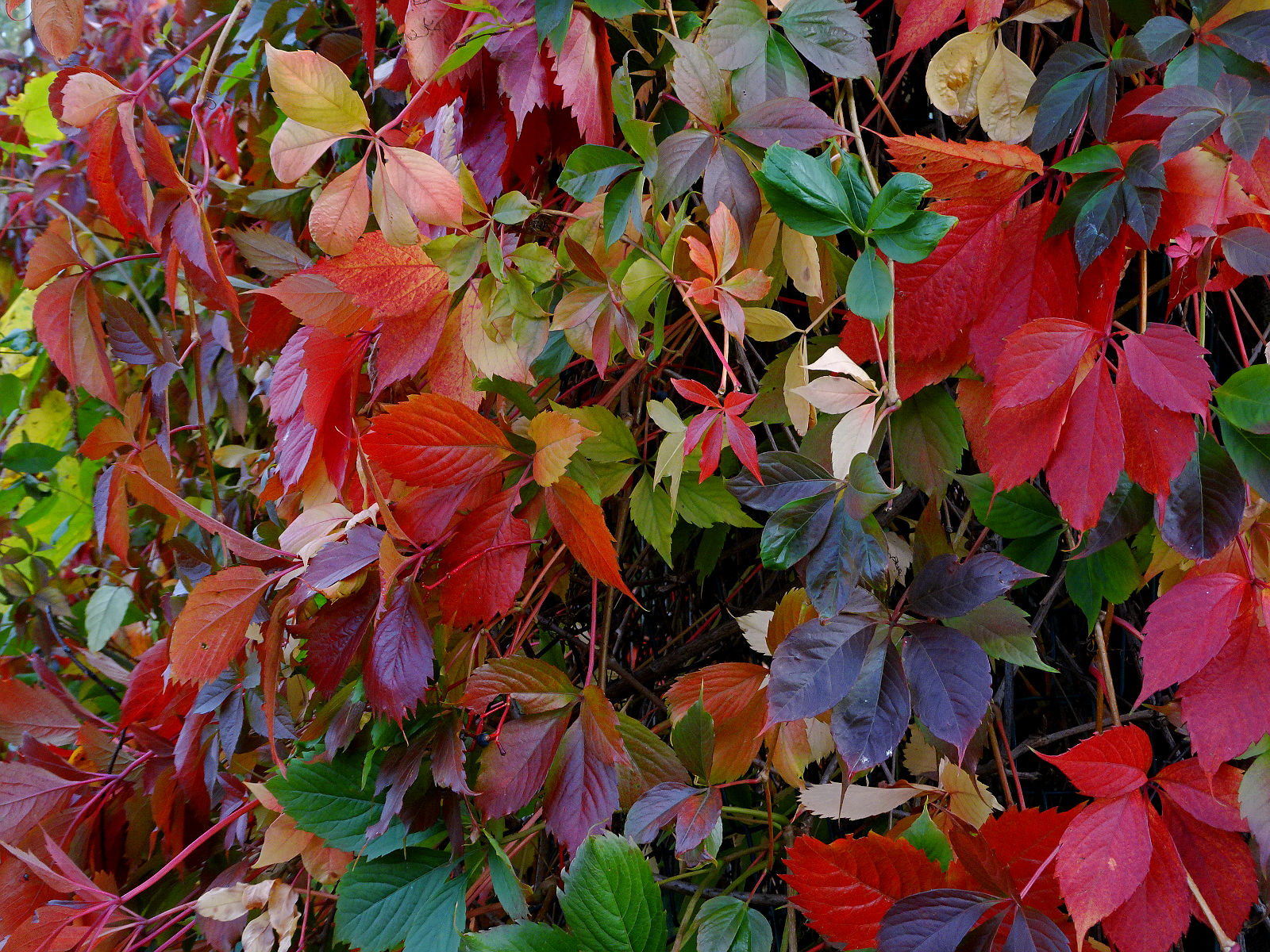 DSC03498.JPG