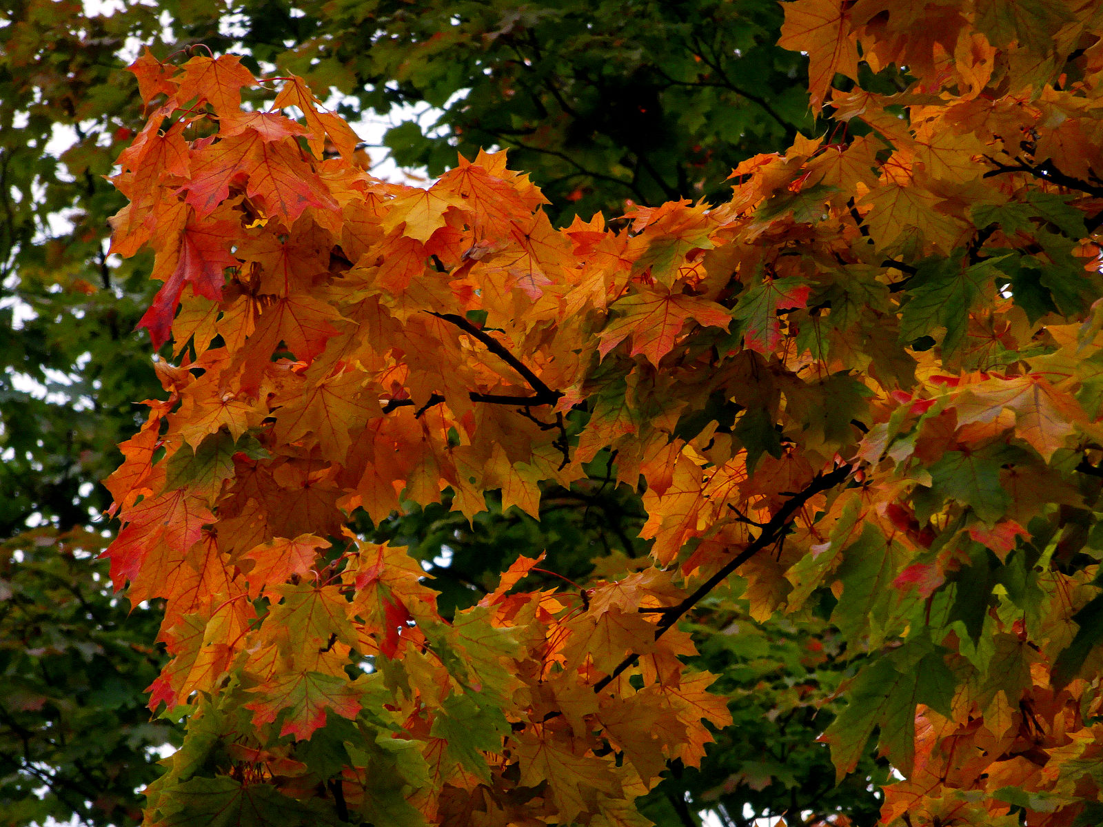 DSC03501.JPG