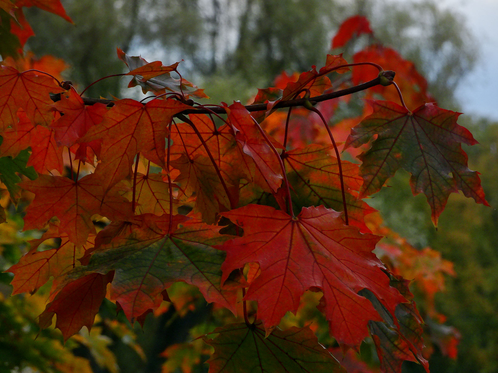 DSC03508.JPG