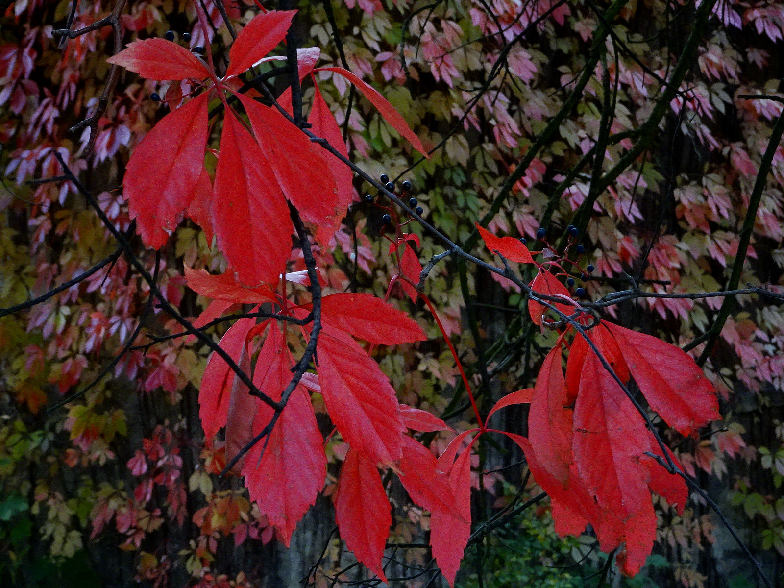 DSC03516.JPG