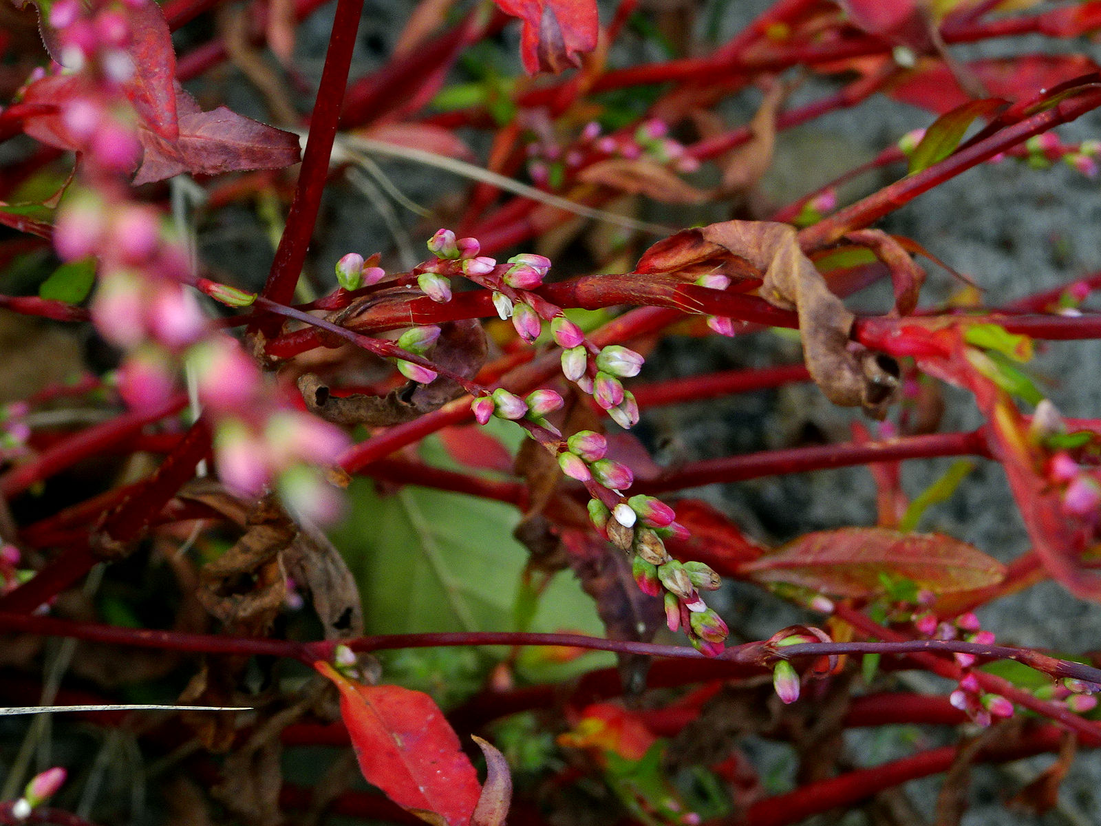 DSC03542.JPG