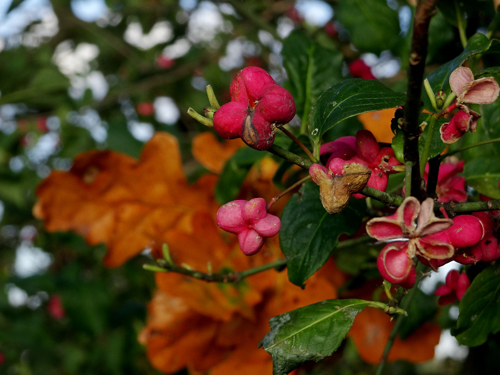 DSC03680.JPG