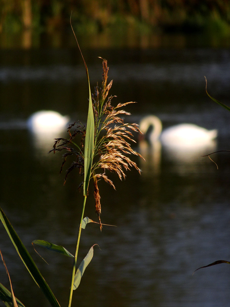 DSC03700.JPG