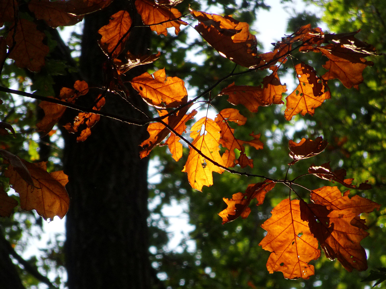 DSC03768.JPG