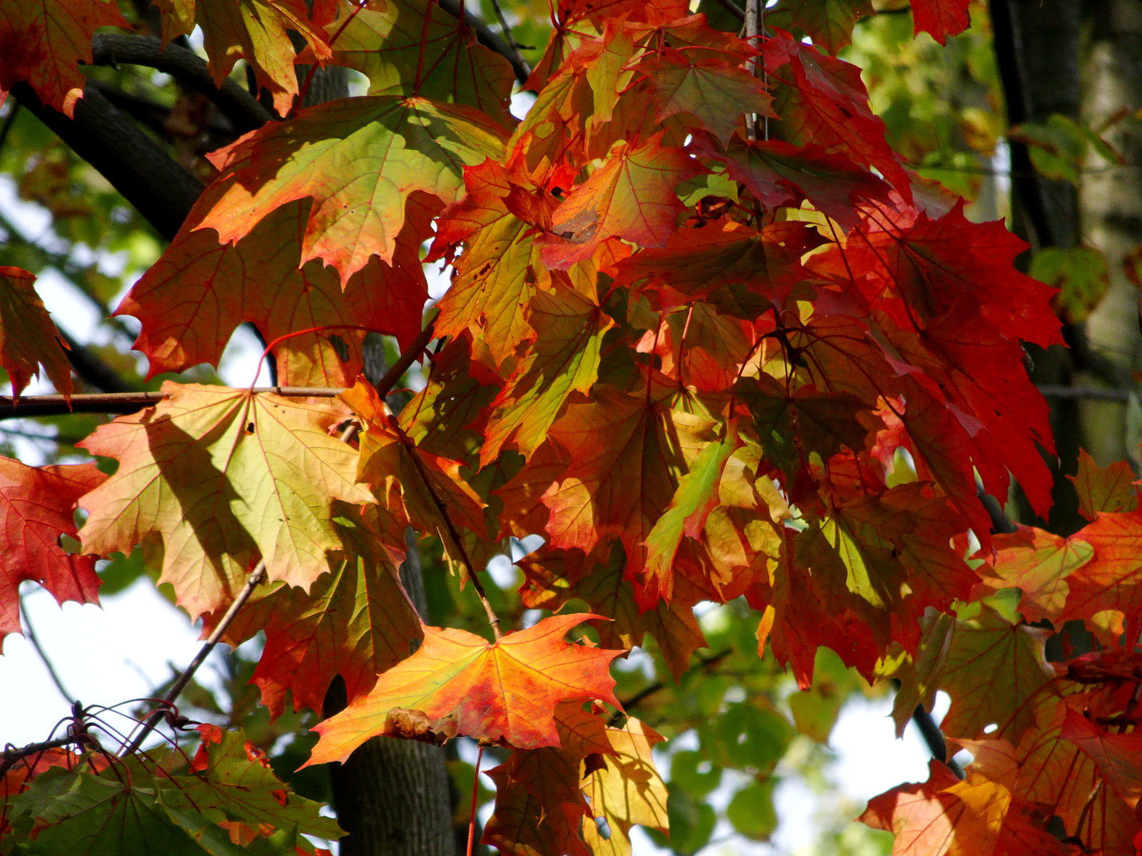 DSC03786.JPG