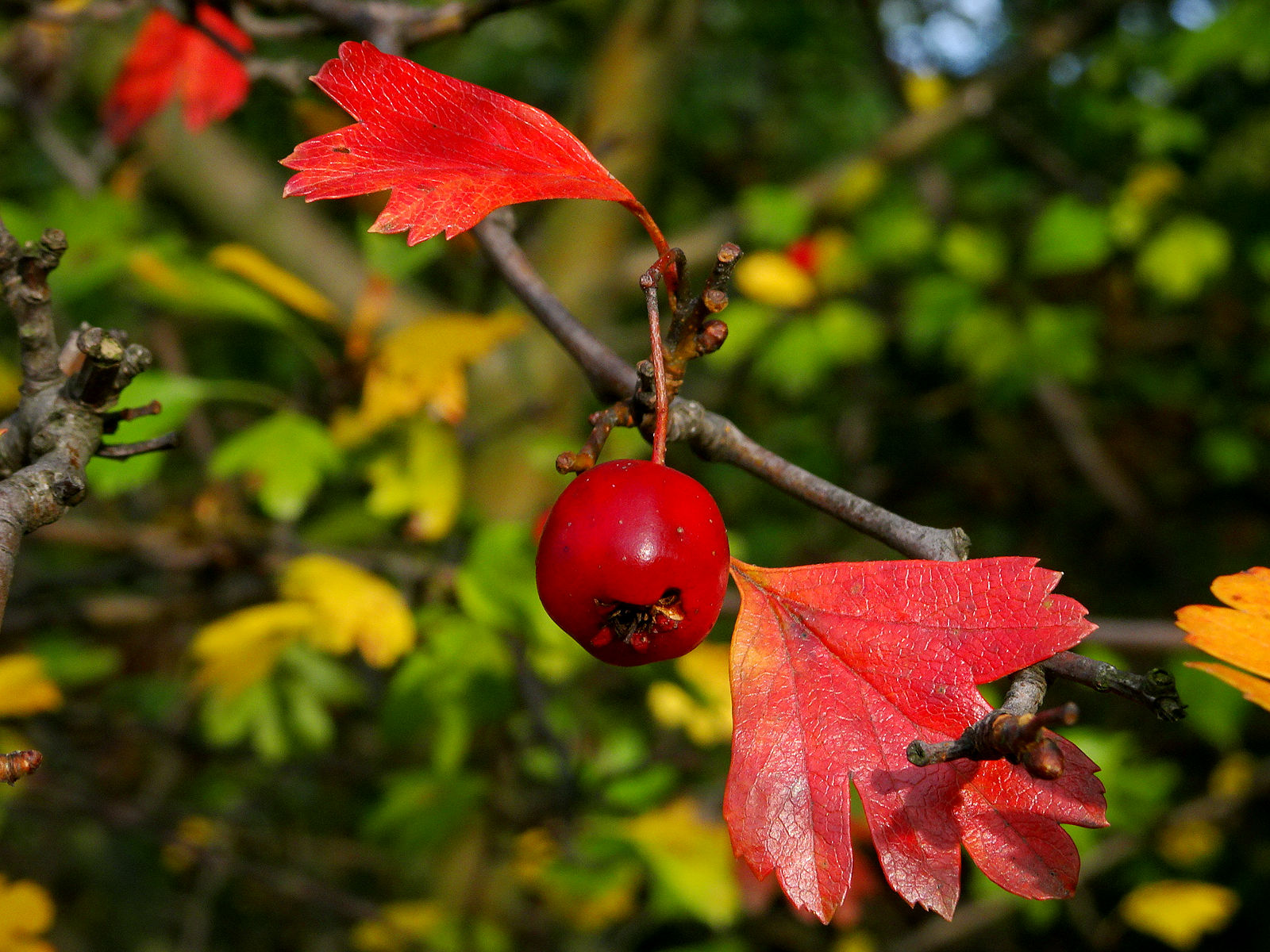 DSC03796.JPG