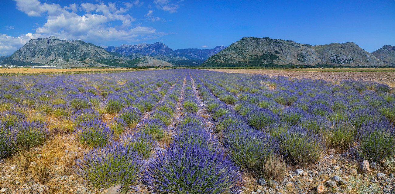 IMG_8992_IMG_8998-7 images.jpg