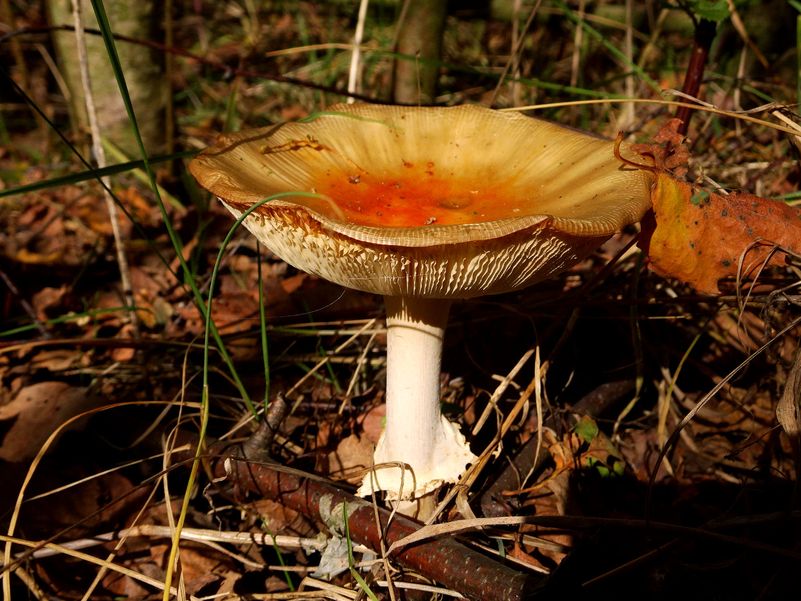DSC03942.JPG