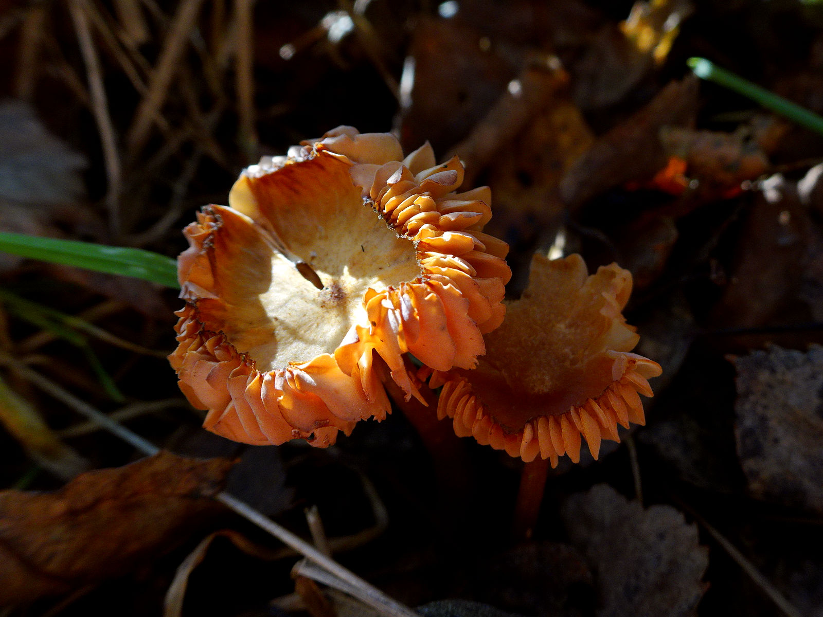 DSC03957.JPG