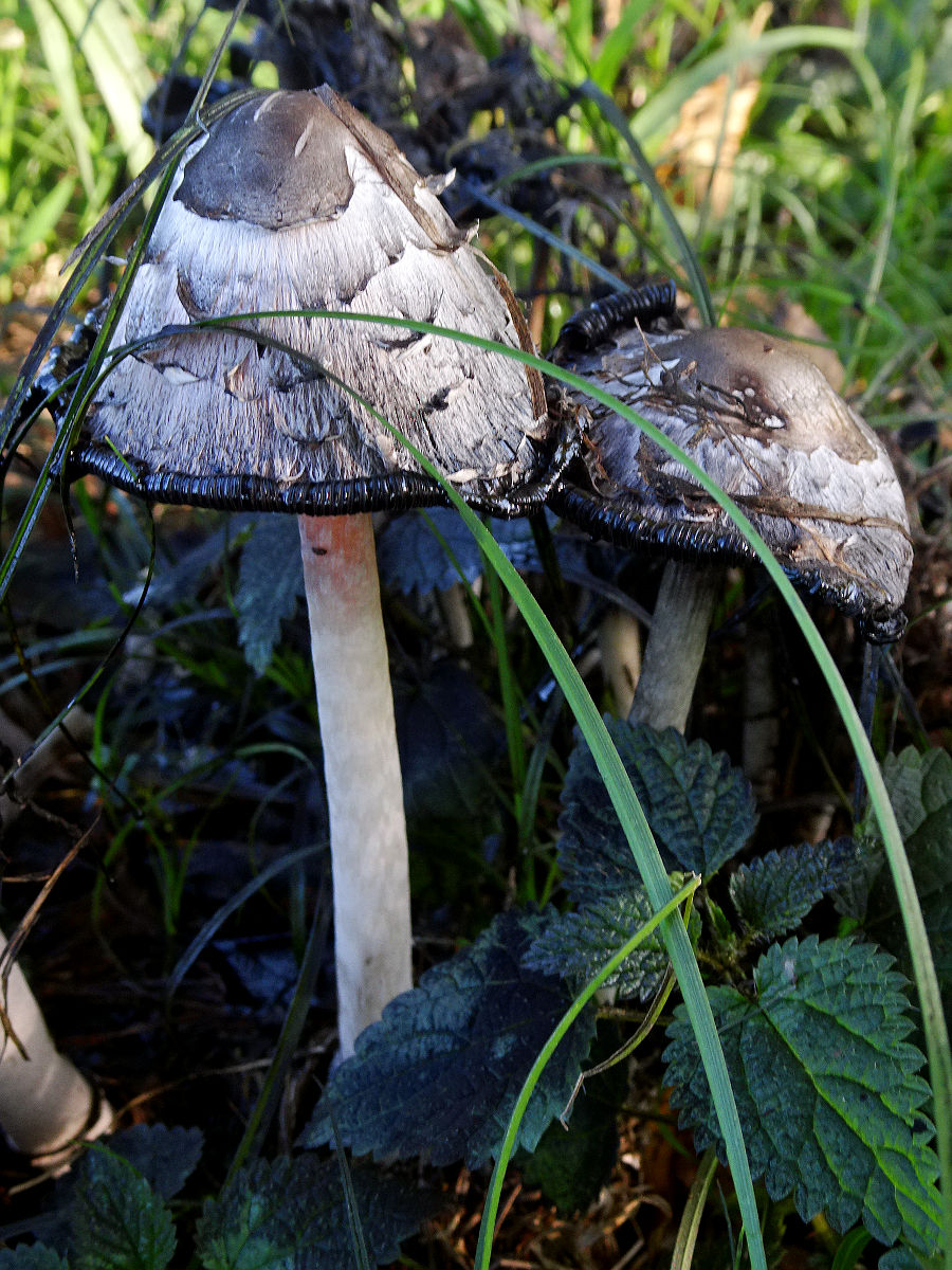 DSC00582.JPG