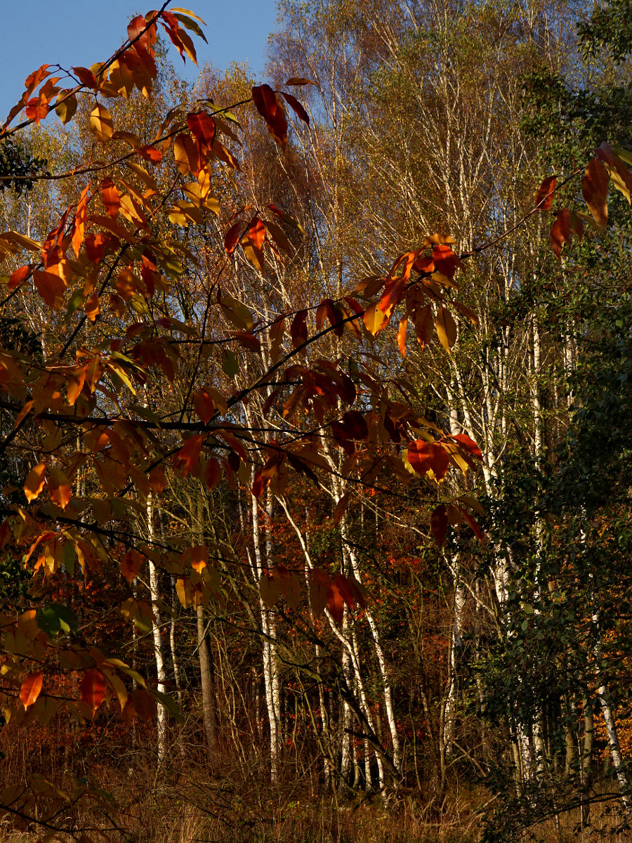 DSC02508.JPG