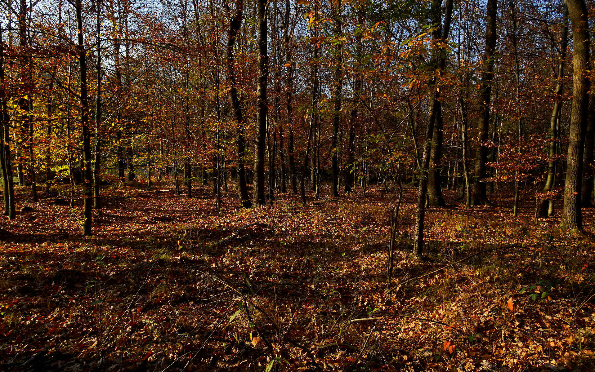 DSC02517.JPG
