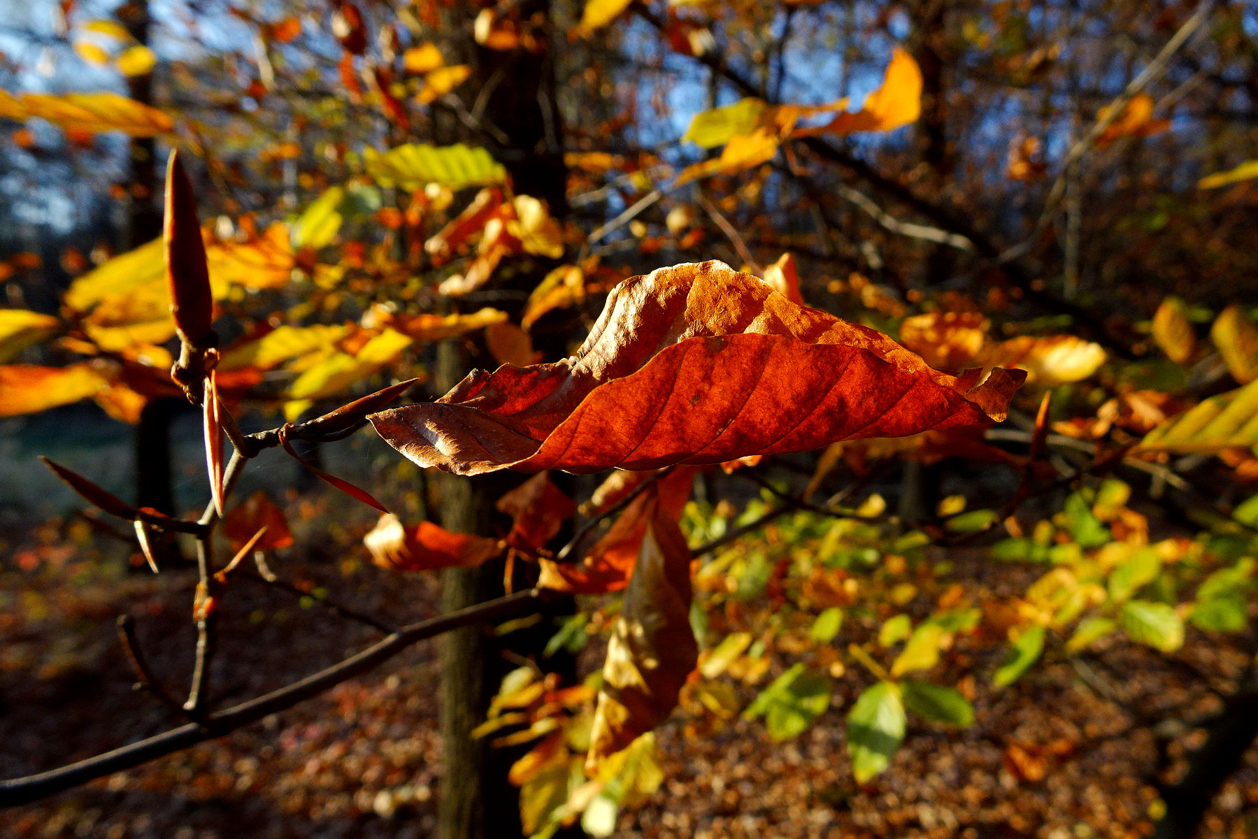 DSC02526.JPG
