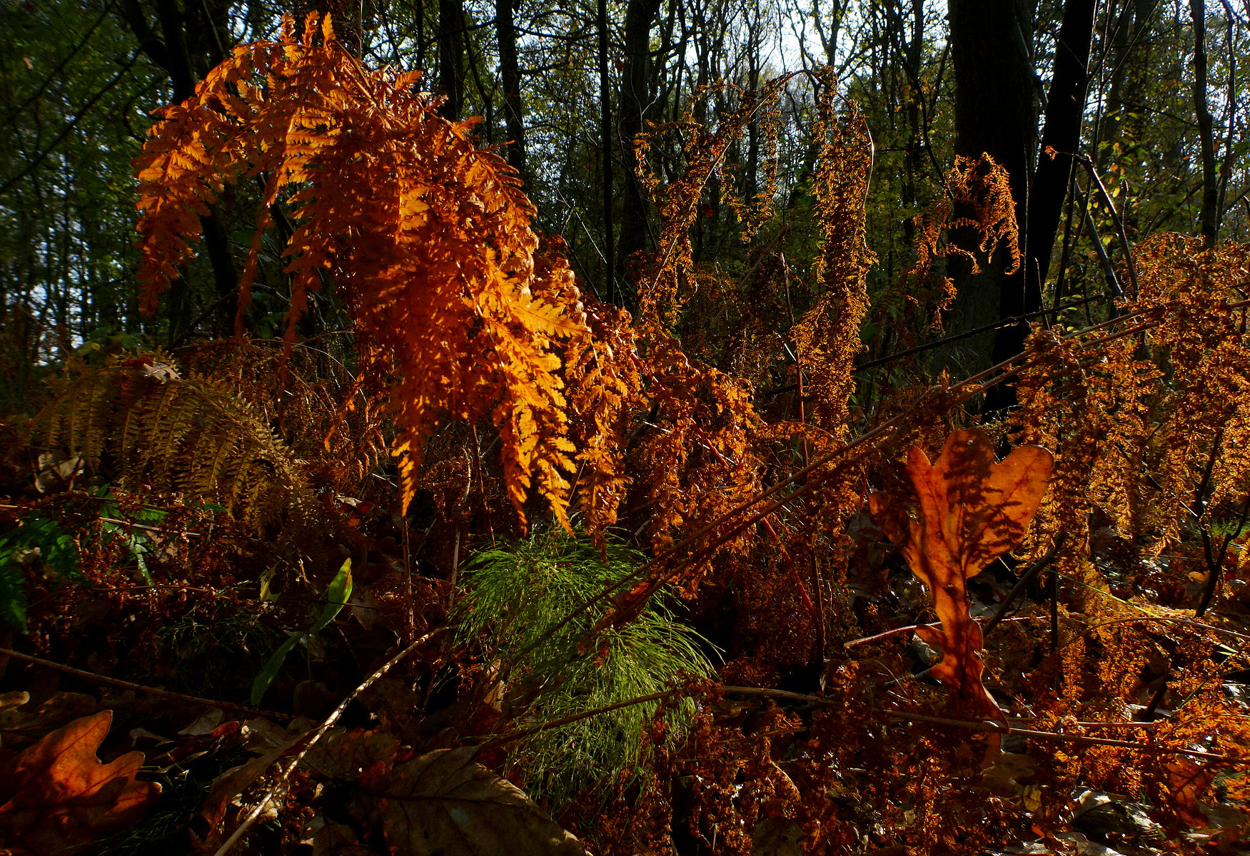DSC02624.JPG