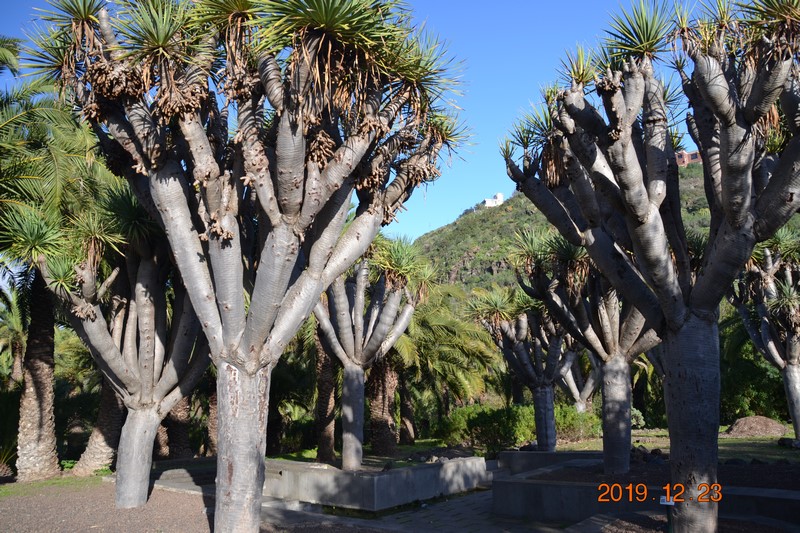 DSC_0832 (Kopiowanie).JPG