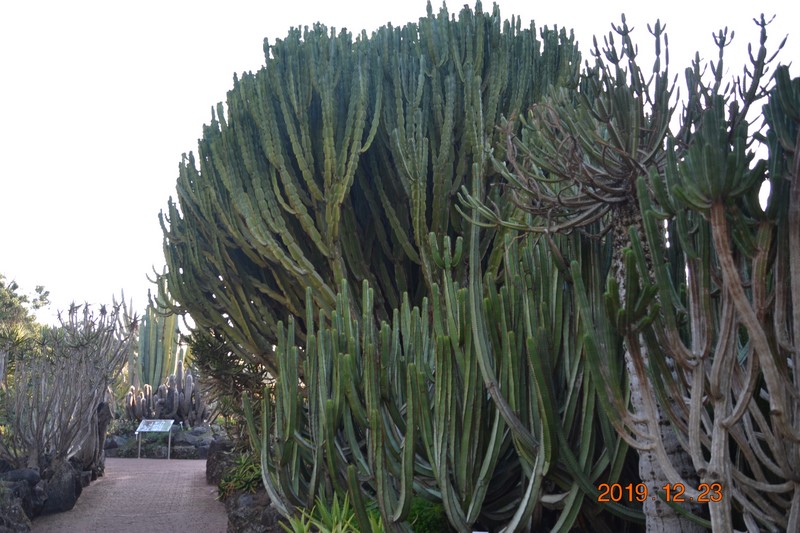 DSC_0863 (Kopiowanie).JPG