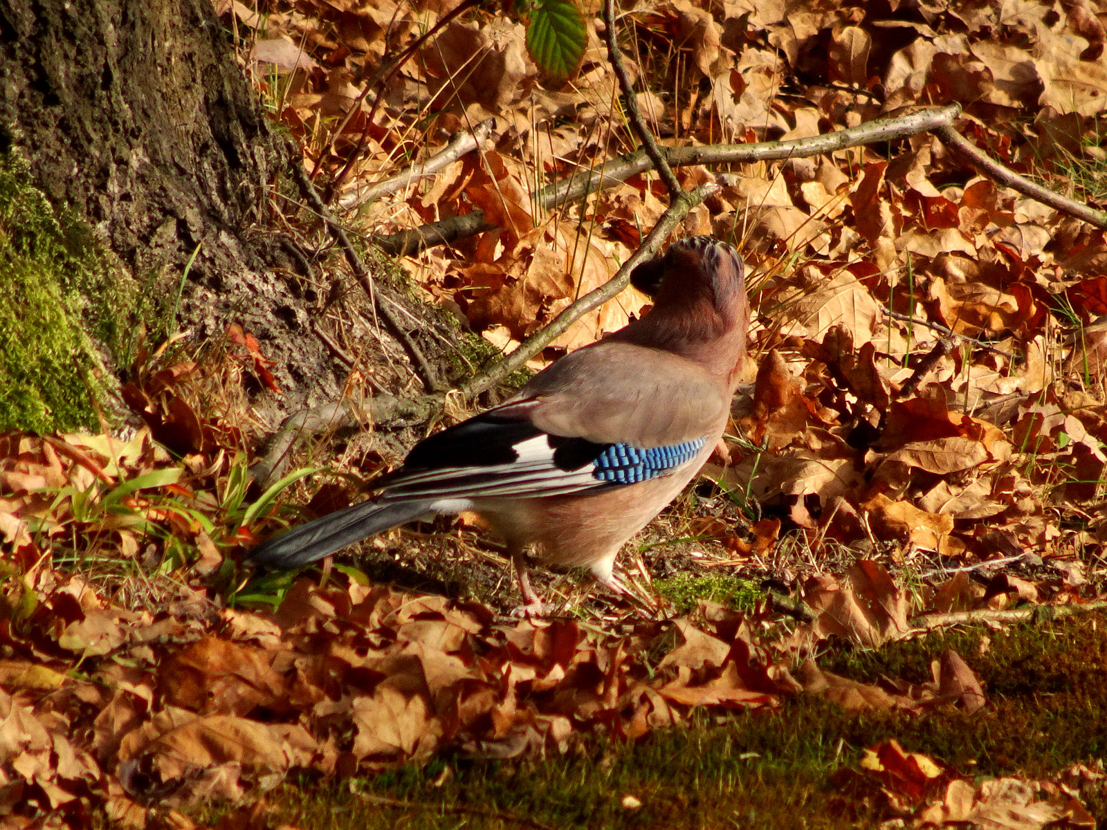 DSC02846.JPG